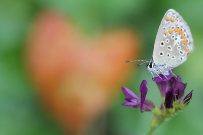 Close-up of butterfly pollinating on purple flower