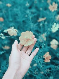 Close-up of hand holding yellow flower