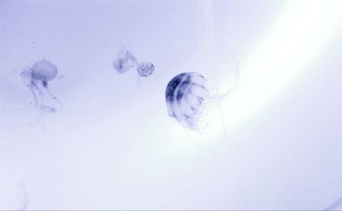 Low angle view of jellyfish swimming underwater