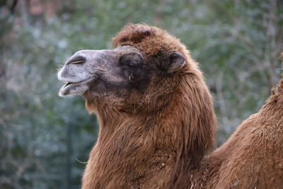 Close-up of an animal looking away