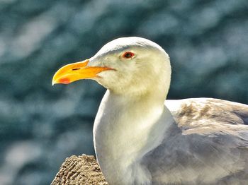 Close-up of owl perching outdoors