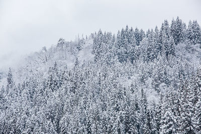 Pine trees in forest during winter