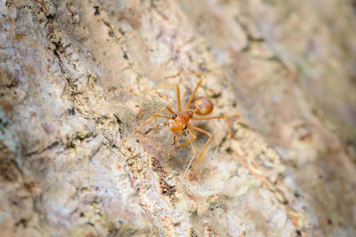 Close-up of spider on rock