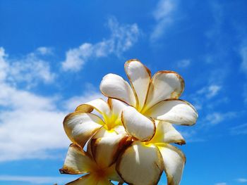 Close-up of white flowering plant against blue sky