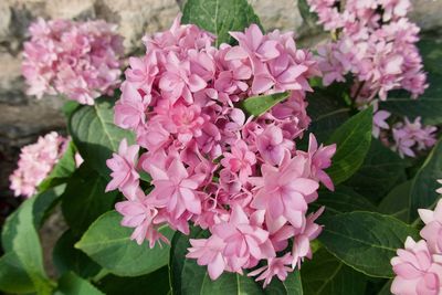 Close-up of pink flowers