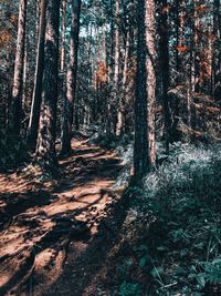 Trees in forest