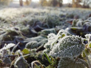 Close-up of plants during winter