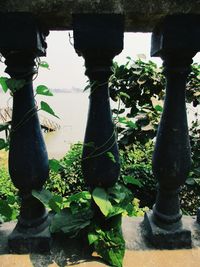 Close-up of plants by water