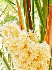 Close-up of flowers