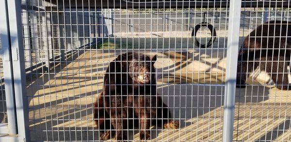 View of cat in cage at zoo