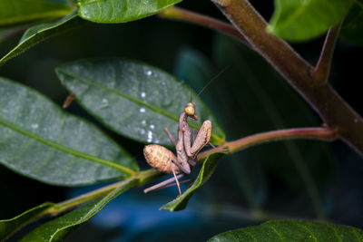 Close-up of praying mantis on a leaves