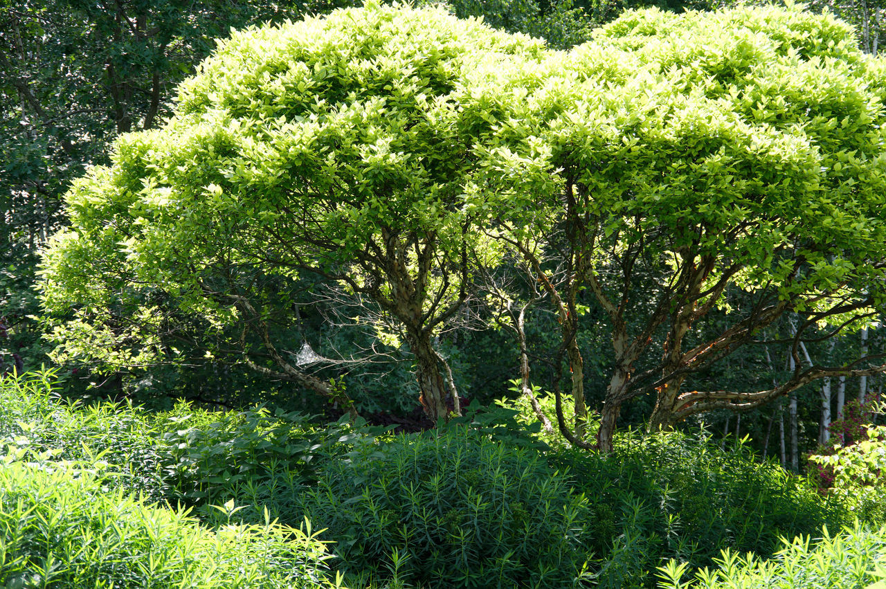 VIEW OF FRESH GREEN PLANTS IN GARDEN