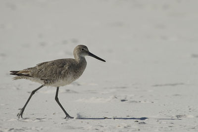 Close-up of bird on sand