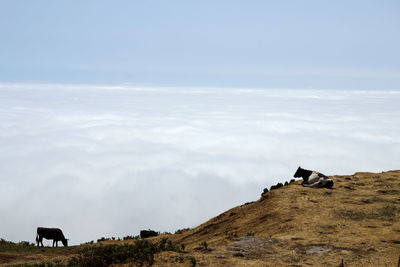 Scenic view of cattle against sky