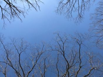 Low angle view of bare trees against clear blue sky