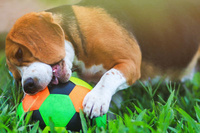 Close-up of dog lying on grass