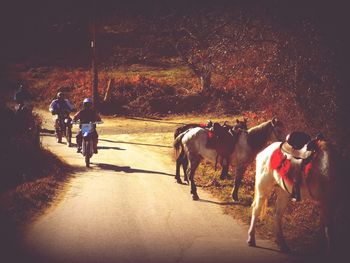 Man riding horses