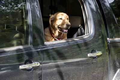 Dog in car