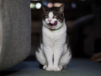 Tabby cat sitting 