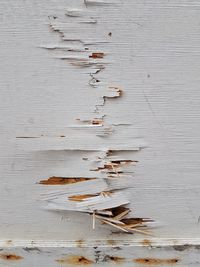 High angle view of leaf on table