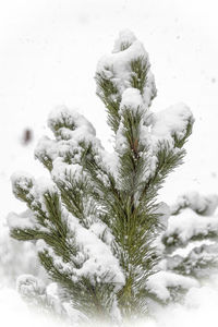 Close-up of snow on tree