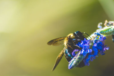 Close-up of insect on purple flower