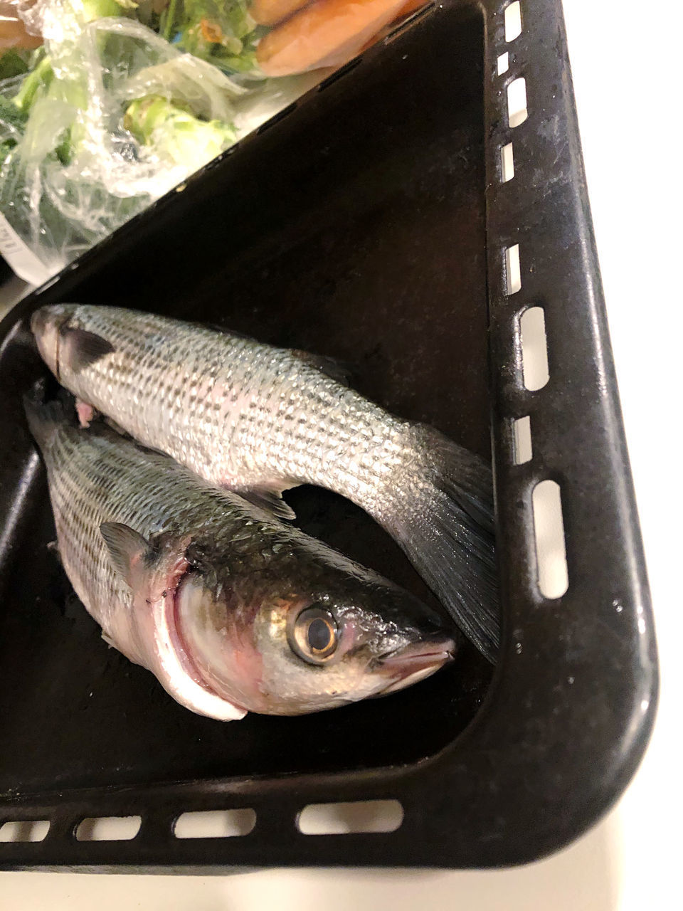 HIGH ANGLE VIEW OF FISH IN CONTAINER