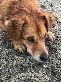 Close-up of dog lying down