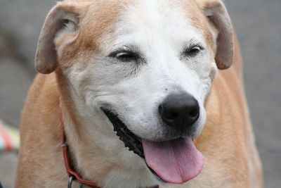 Close-up of dog sticking out tongue on footpath