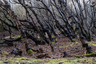 Bare tree in forest