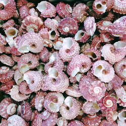 Full frame shot of seashells