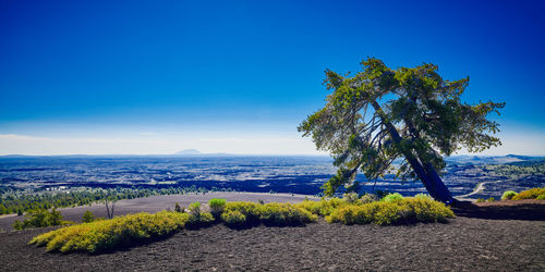 Plants growing on land against blue sky