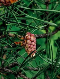 Close-up of blackberries growing on tree