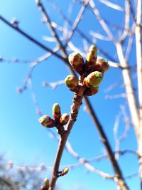 Low angle view of flower buds against blue sky