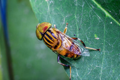 Close-up of insect on leaf