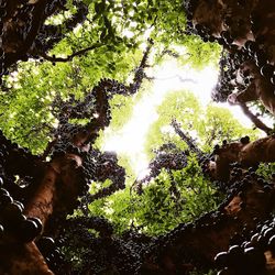 Low angle view of trees in forest