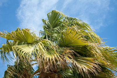 Low angle view of palm tree against sky