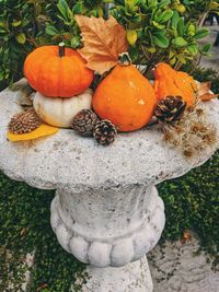 High angle view of pumpkins on field