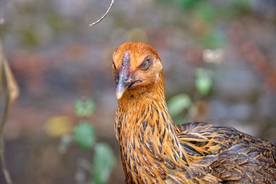 Close-up of bird