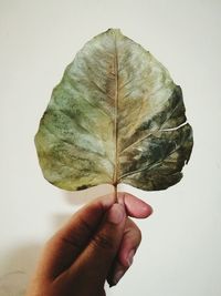 Cropped hand holding of dry leaf against wall