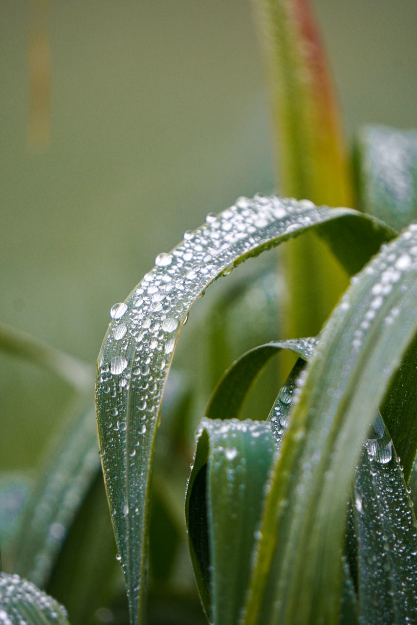 green, moisture, dew, plant, close-up, leaf, plant part, nature, water, macro photography, growth, drop, flower, wet, no people, beauty in nature, plant stem, freshness, grass, selective focus, outdoors, focus on foreground, day, rain