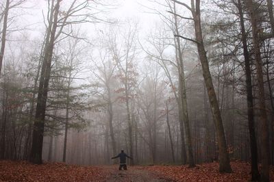 Bare trees in forest