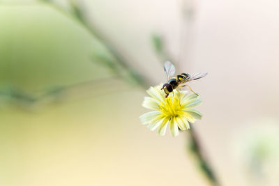 Close-up of insect pollinating on flower