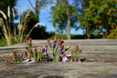 Close-up of flowering plants on footpath