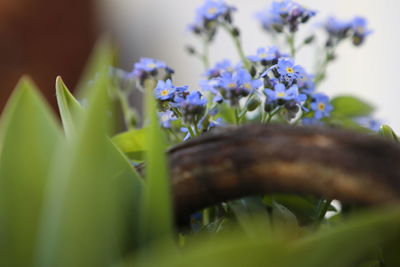 Close-up of purple flowering plant