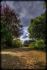 Trees by road against cloudy sky