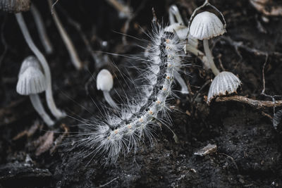 Caterpillar and white mushrooms 