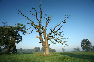 Bare tree on field against clear blue sky