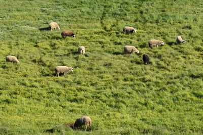 Sheep grazing on field