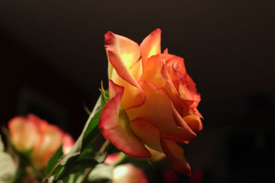 Close-up of flower blooming outdoors